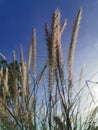 GrassÃ¢â¬â¹ Fields, Fourtain Grass, Ã Â¸Â«Ã Â¸ÂÃ Â¹â°Ã Â¸Â²Ã Â¸â¢Ã Â¹â°Ã Â¸Â³Ã Â¸Å¾Ã Â¸Â¸, Pennisetum setaceum